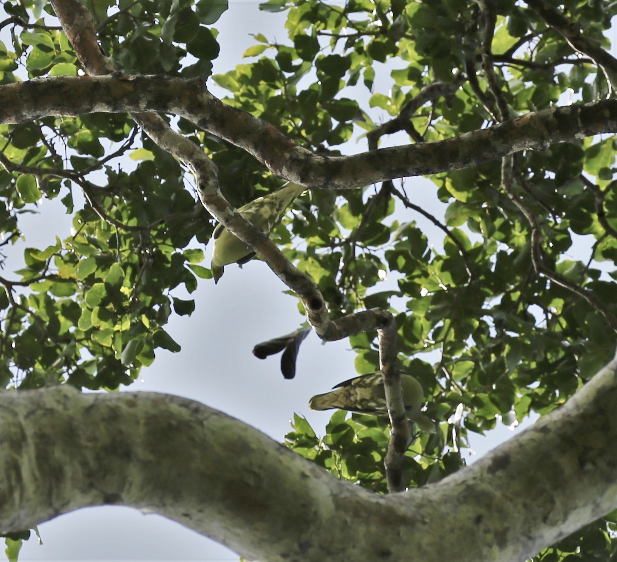 Timor Green-Pigeon - ML171025611