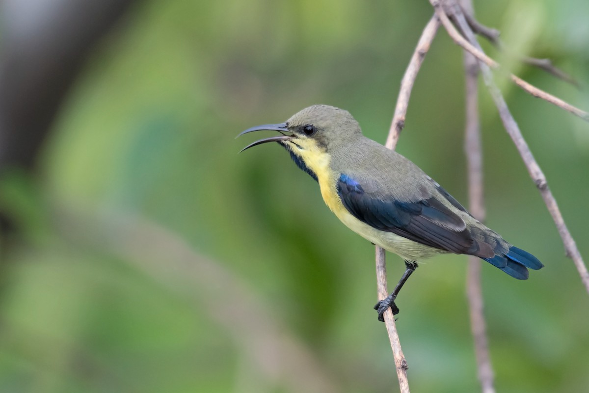 Purple Sunbird - Ian Hearn