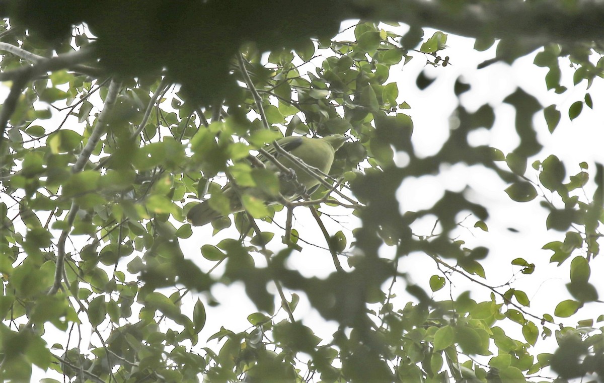 Тиморский зелёный голубь - ML171026301
