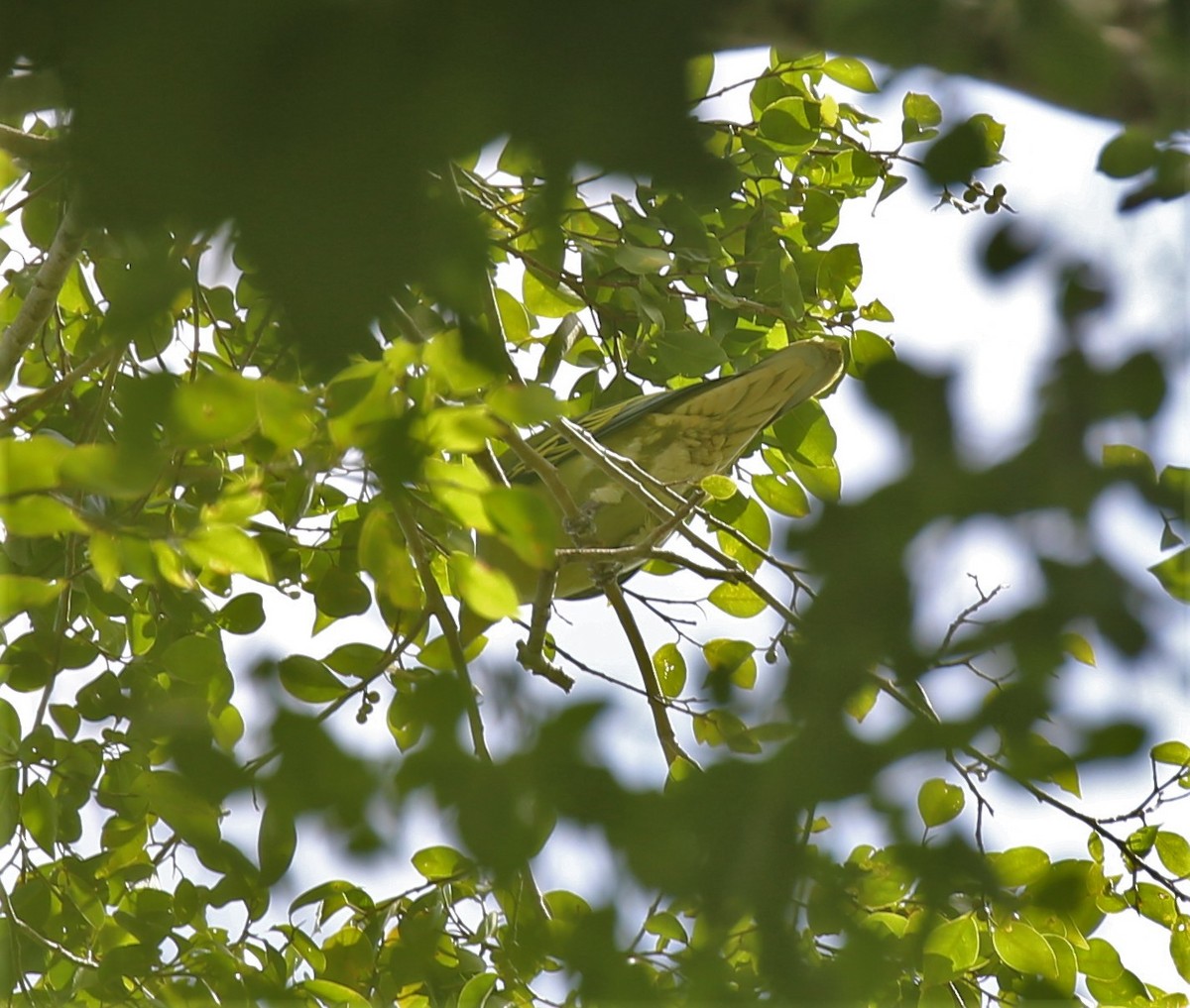 Timor Green-Pigeon - ML171026471