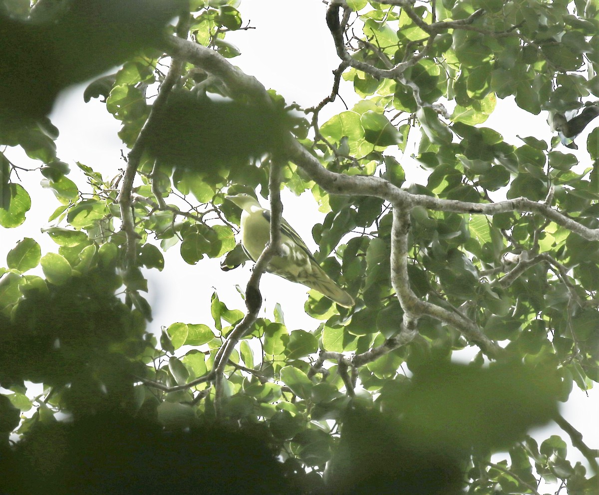 Timor Green-Pigeon - ML171026721