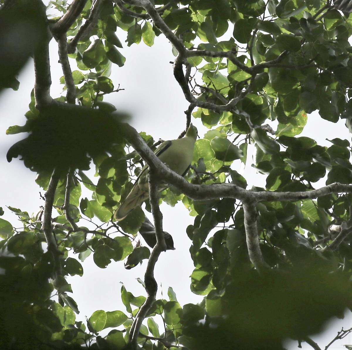 Timor Green-Pigeon - ML171026811