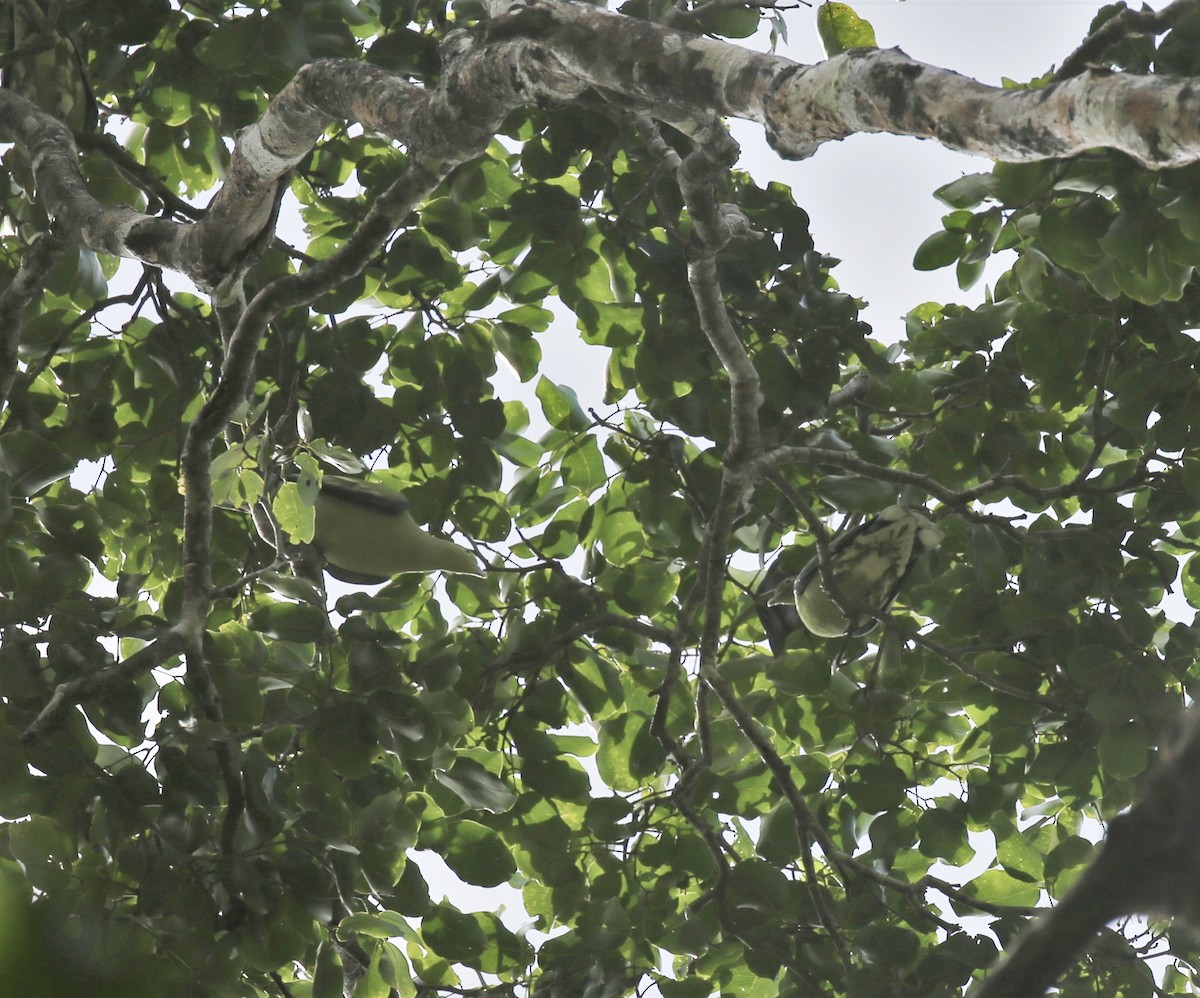 Timor Green-Pigeon - ML171027131