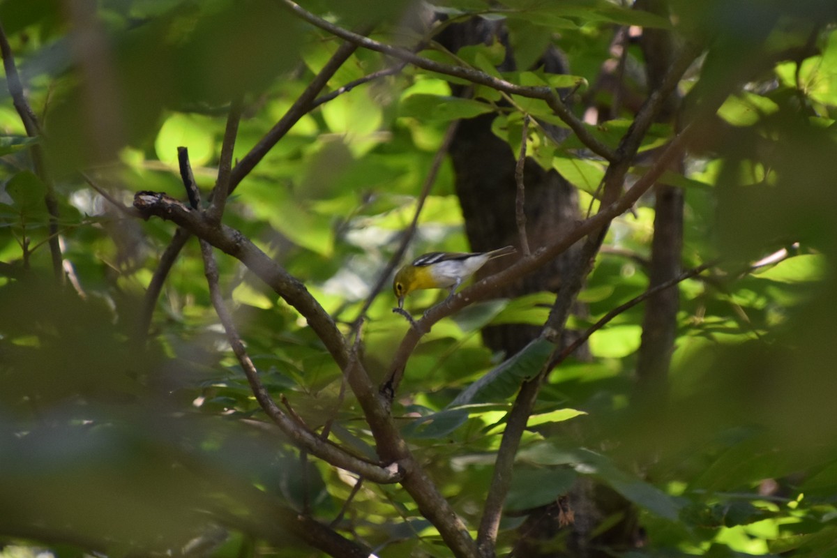 Yellow-throated Vireo - ML171027231