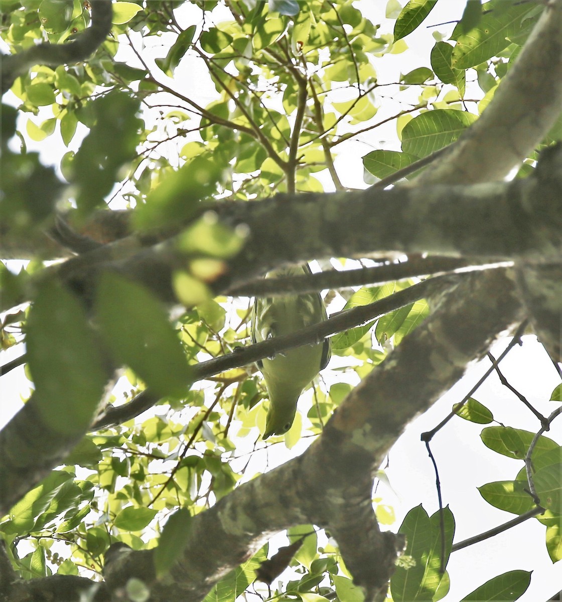 Timor Green-Pigeon - ML171027241