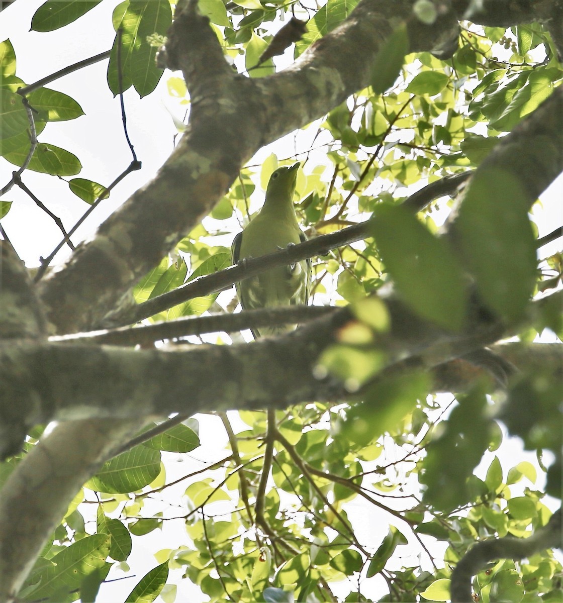 Timor Green-Pigeon - ML171027411