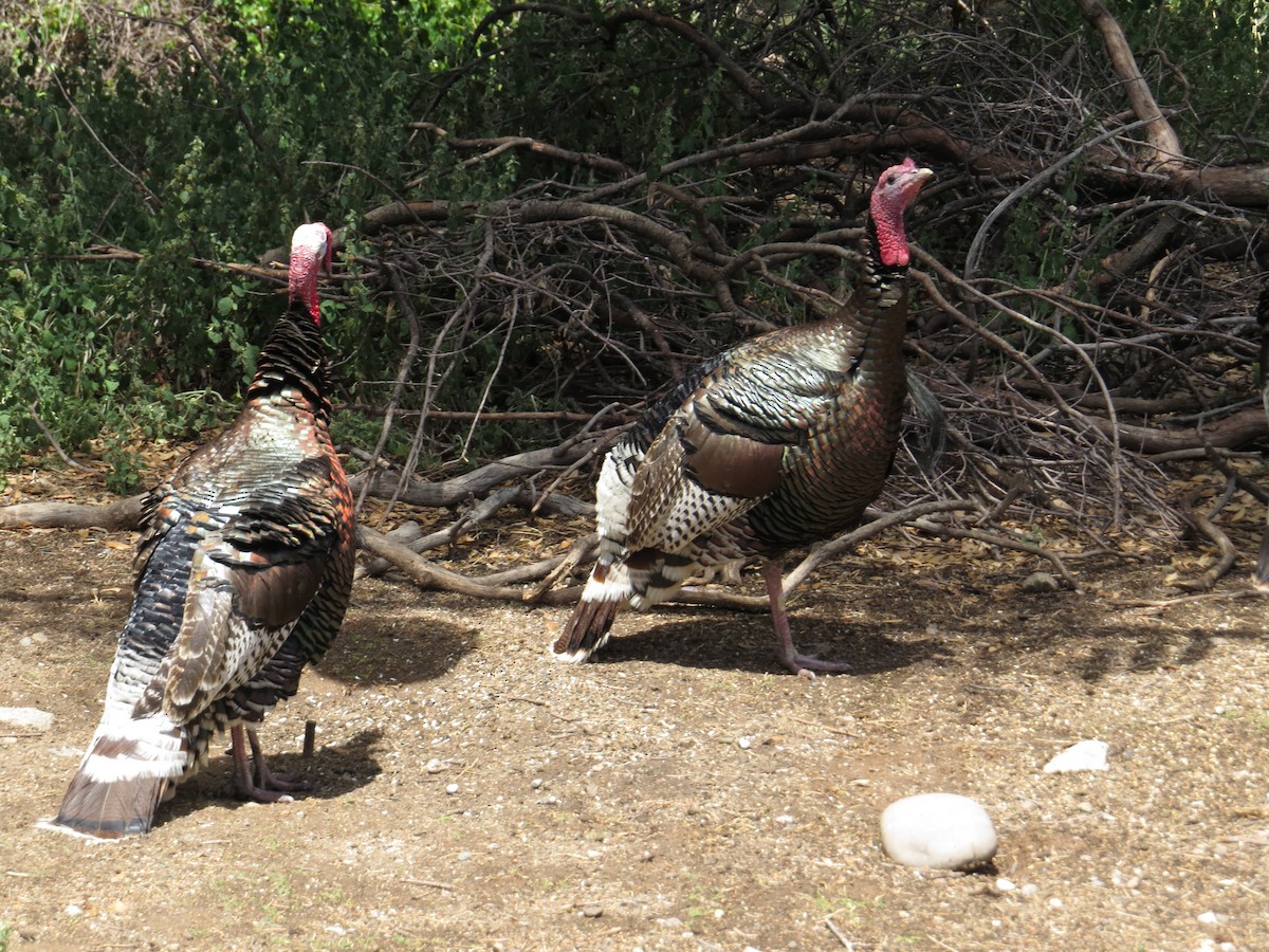 Wild Turkey - ML171029761