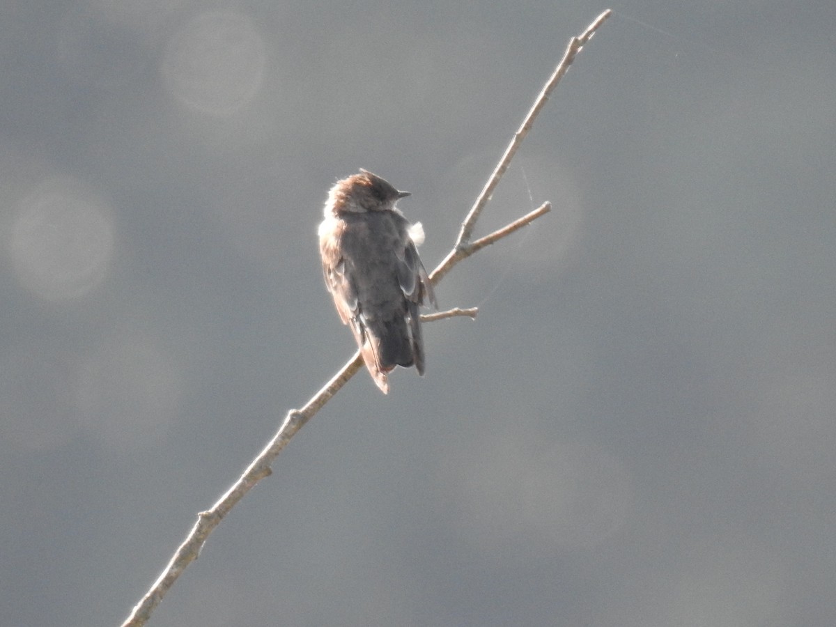 Northern Rough-winged Swallow - ML171031601
