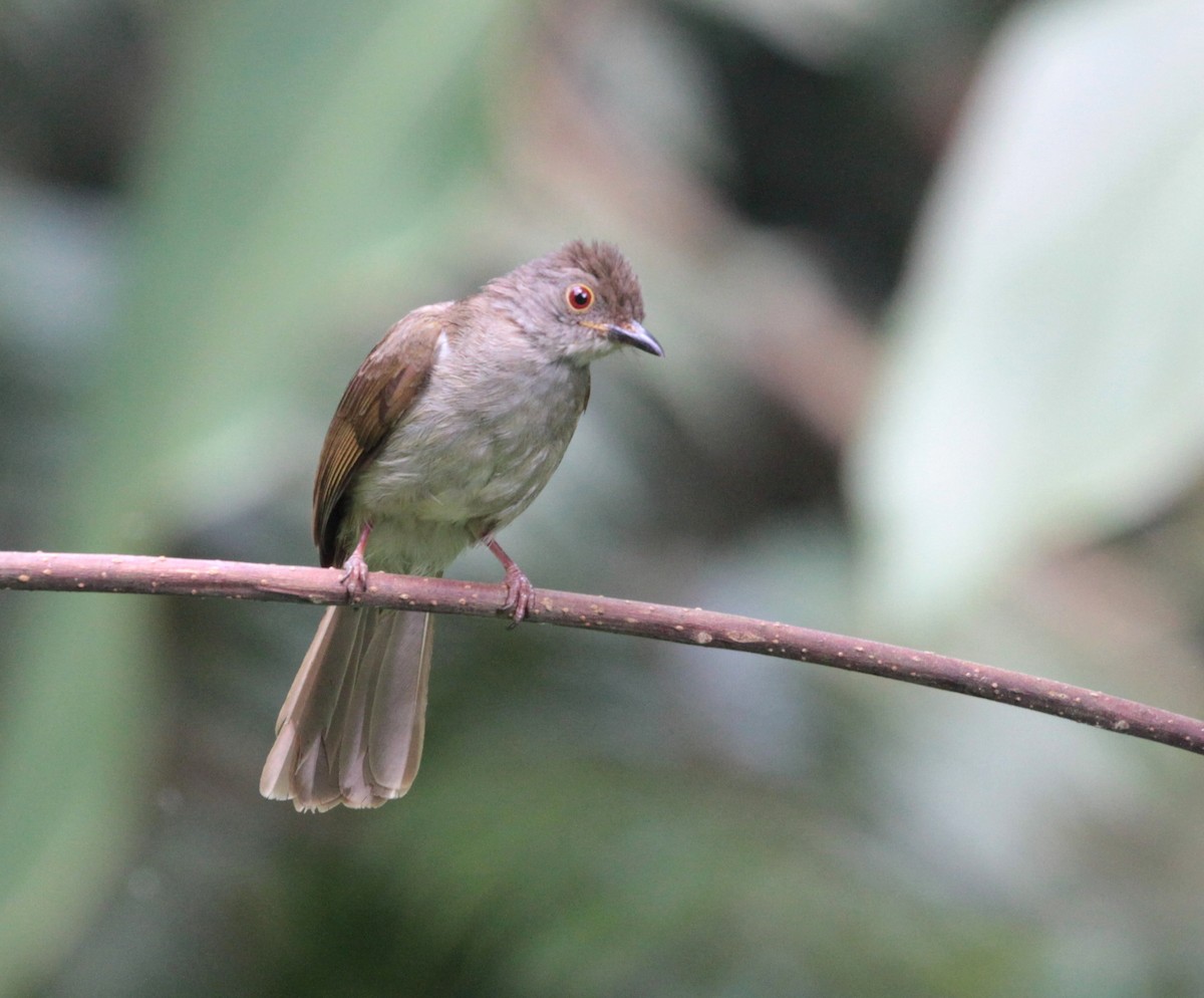 Spectacled Bulbul - ML171031781