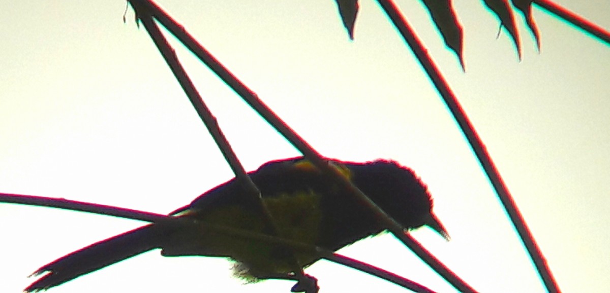 Black-cowled Oriole - ML171032771