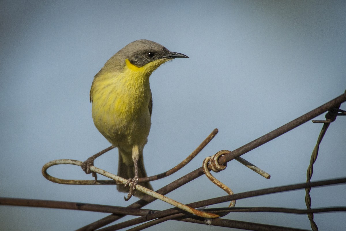 Gray-headed Honeyeater - Mick Jerram