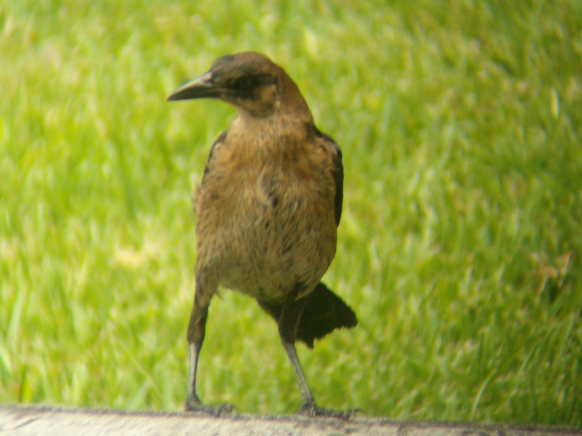 Great-tailed Grackle - Carlos Torrijos