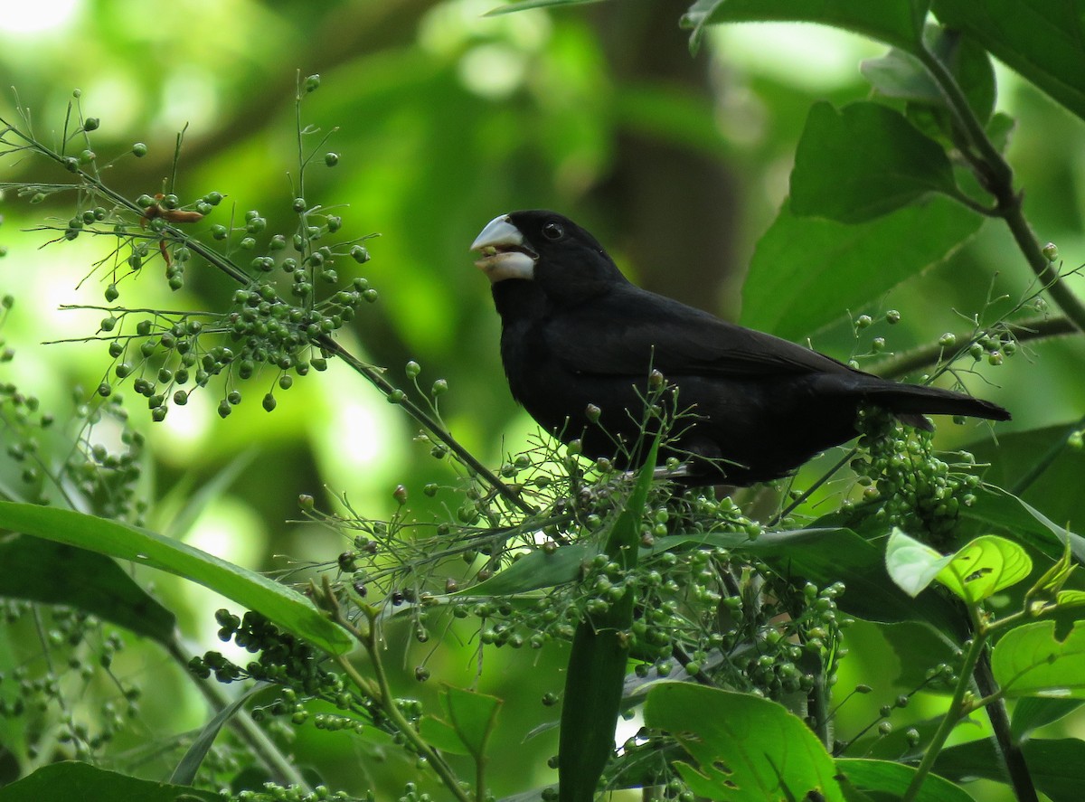 Large-billed Seed-Finch - ML171037691