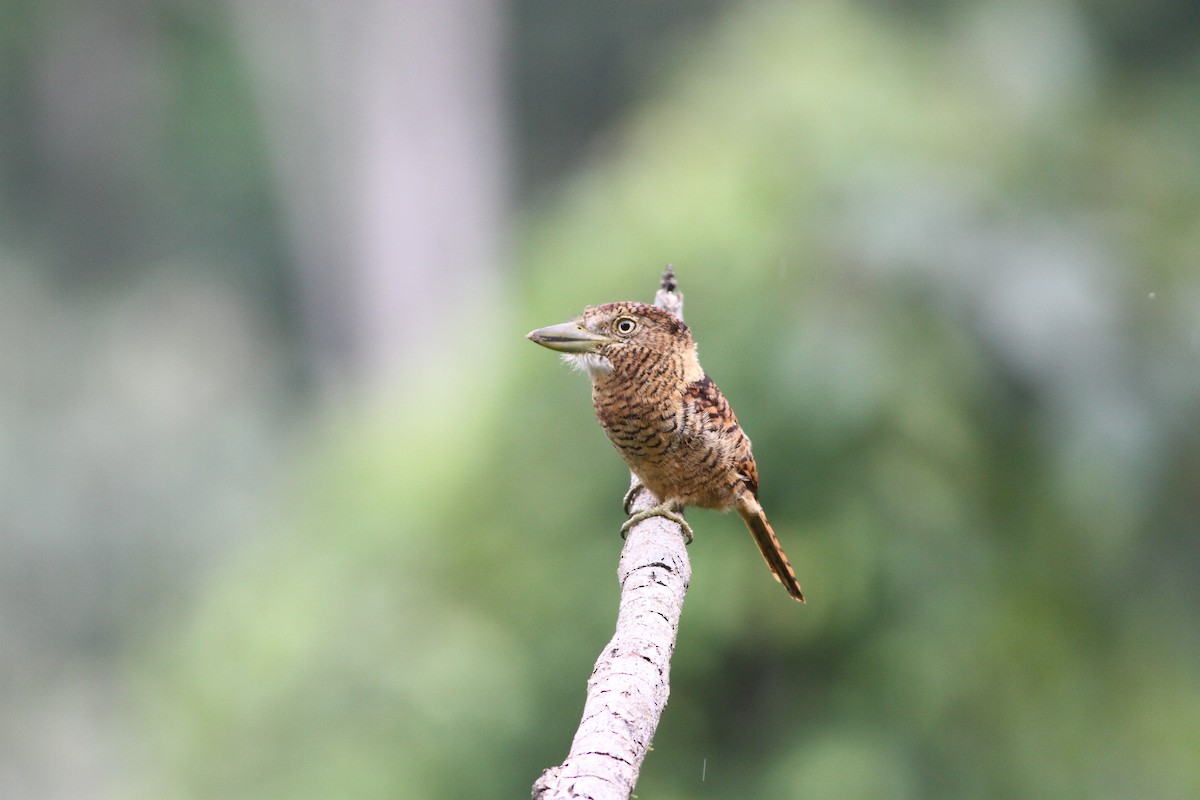 Barred Puffbird - Alen Lin