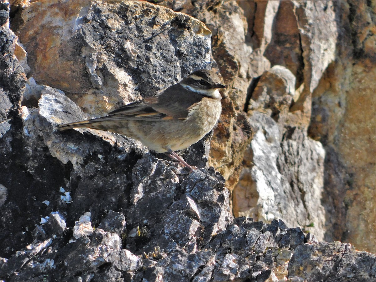 Chestnut-winged Cinclodes - ML171039401