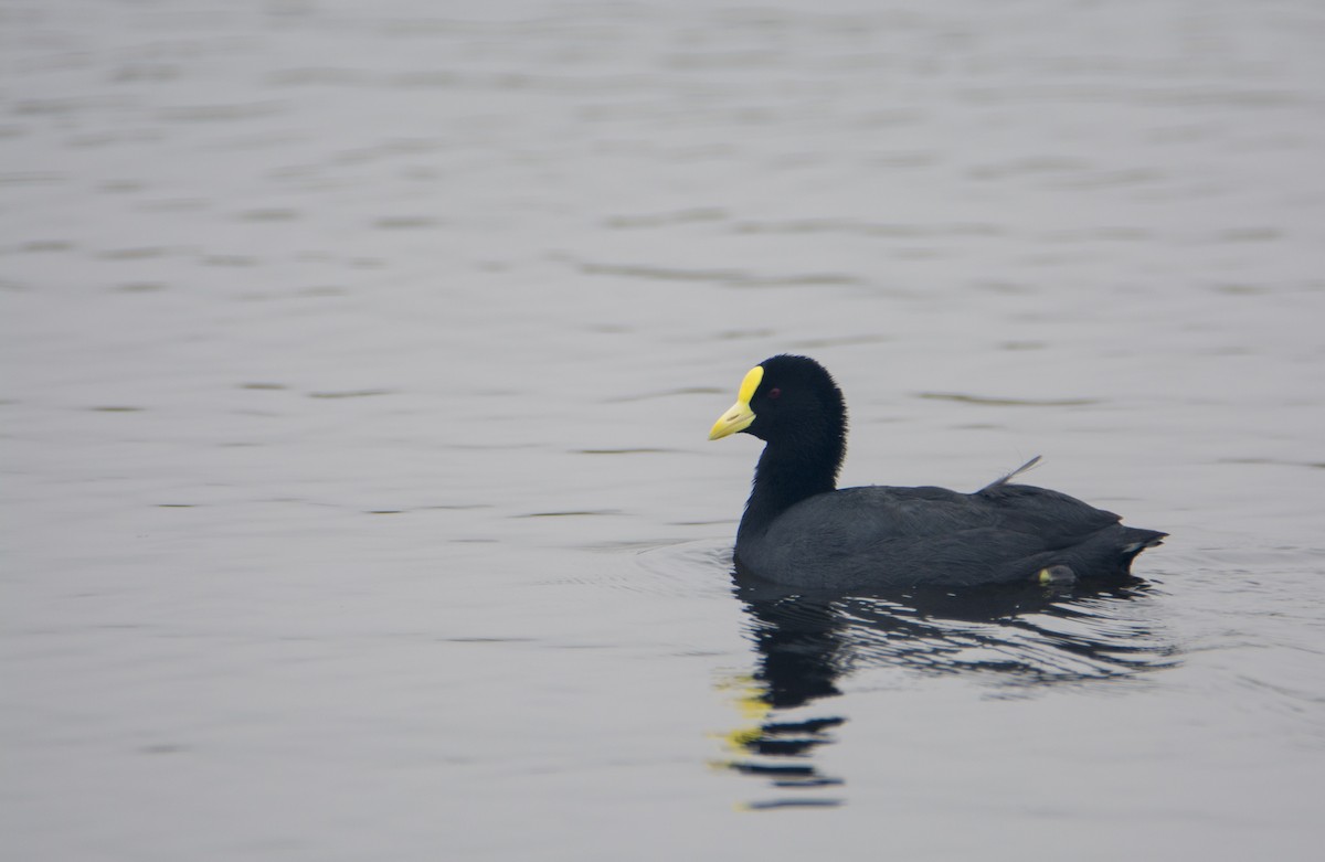 White-winged Coot - ML171039601