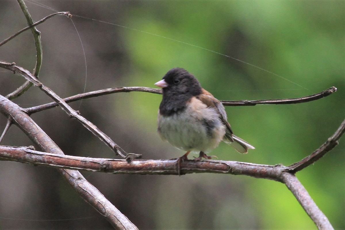 Dark-eyed Junco (Oregon) - ML171040731