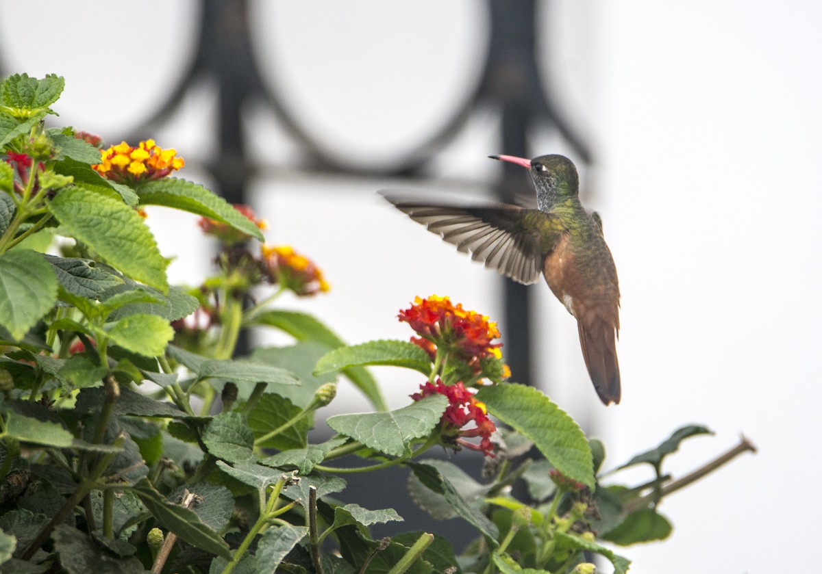 Amazilia Hummingbird - ML171041391