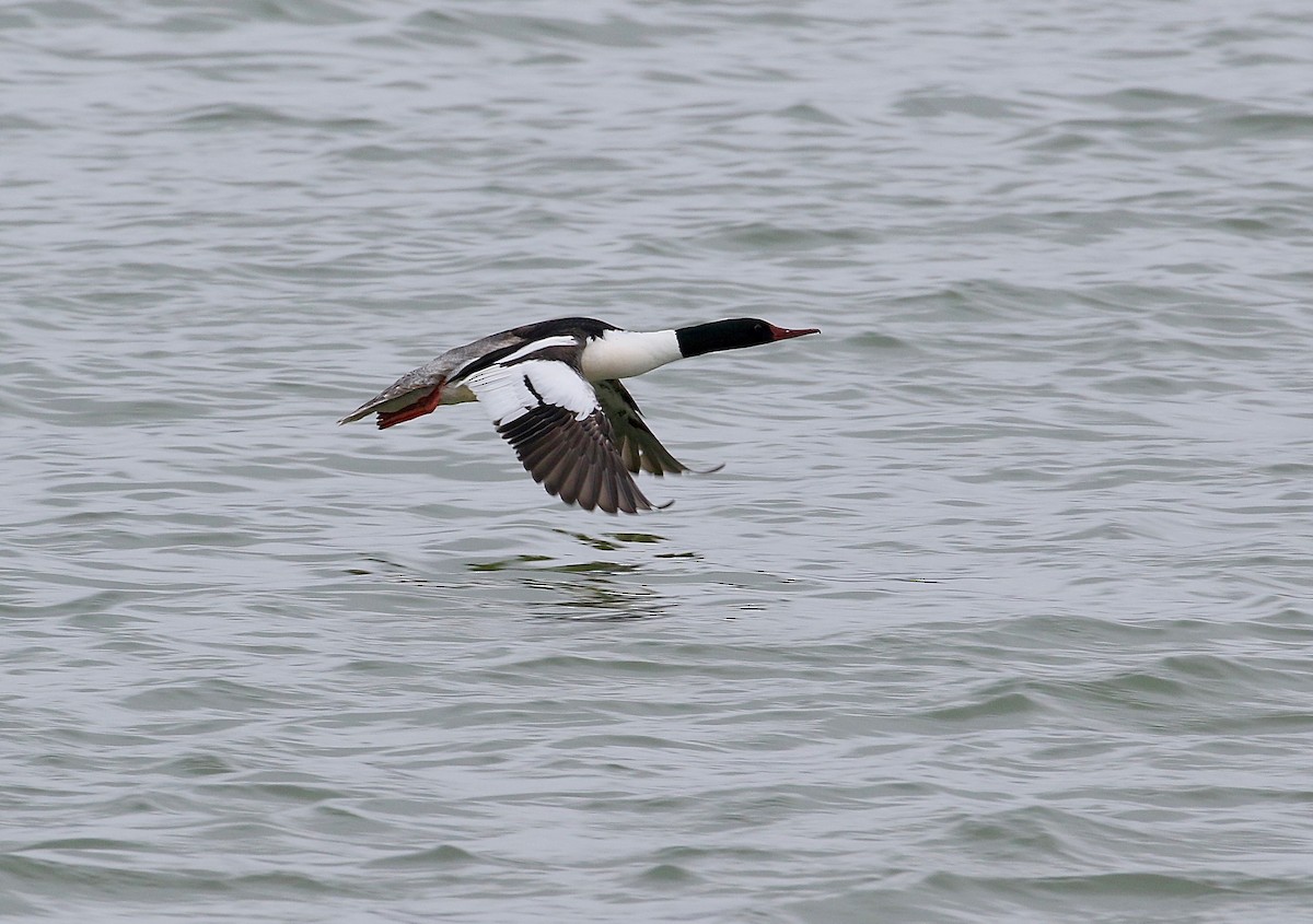 Common Merganser - ML171042771