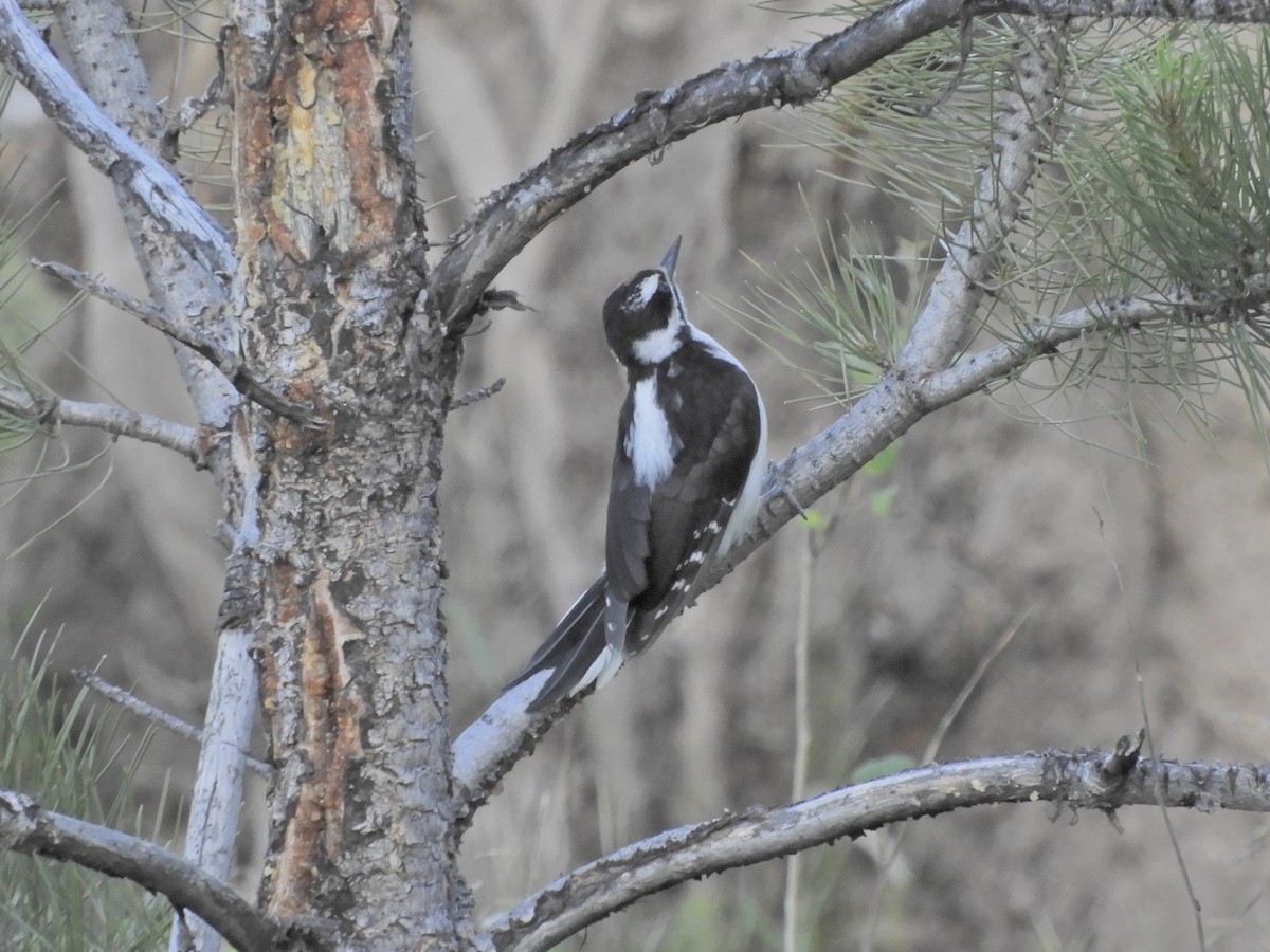 strakapoud americký (ssp. orius/icastus) - ML171043761