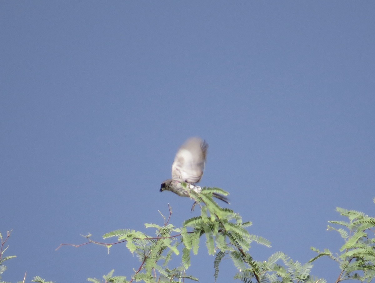 Loggerhead Shrike - ML171043781