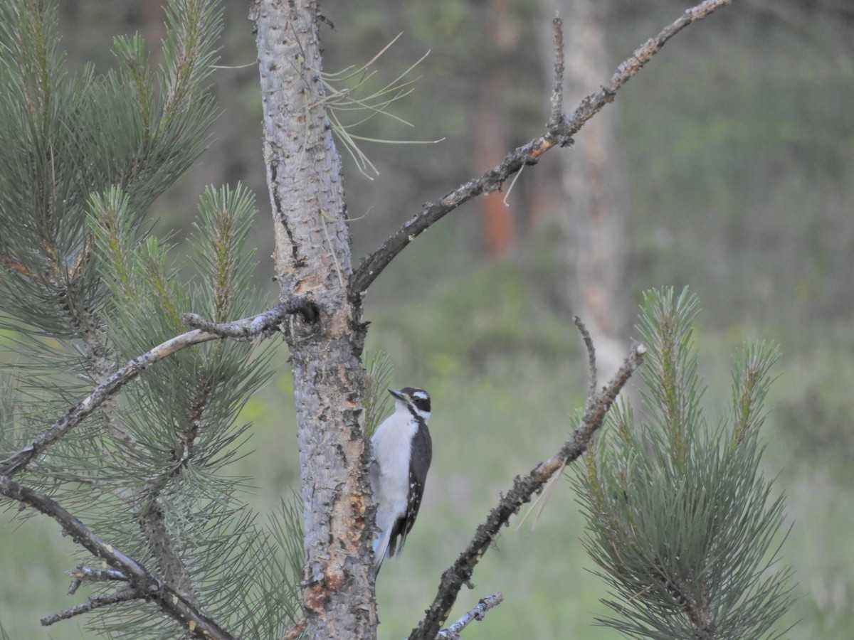 strakapoud americký (ssp. orius/icastus) - ML171043791