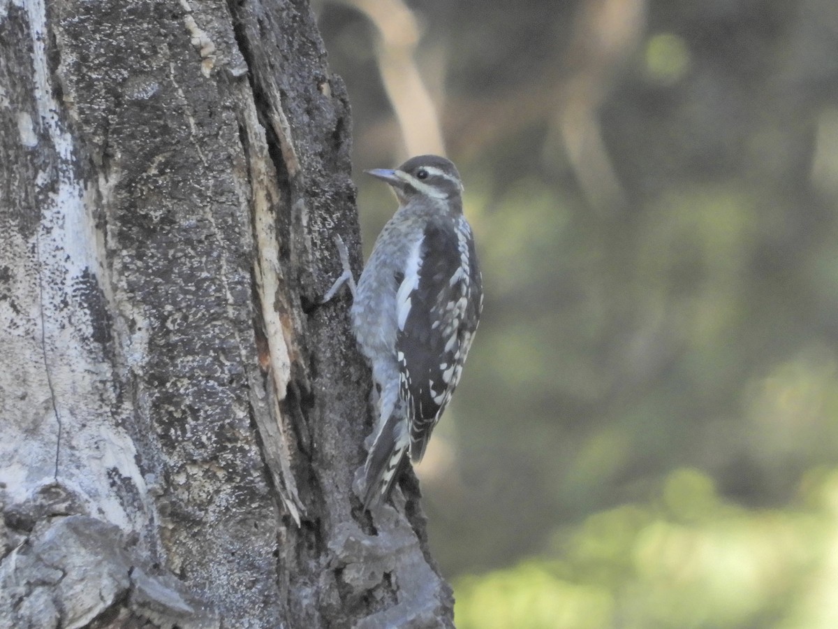 Red-naped Sapsucker - ML171043931