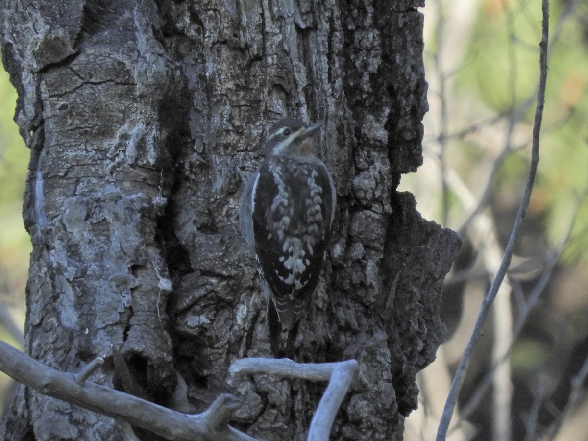 Red-naped Sapsucker - ML171043941