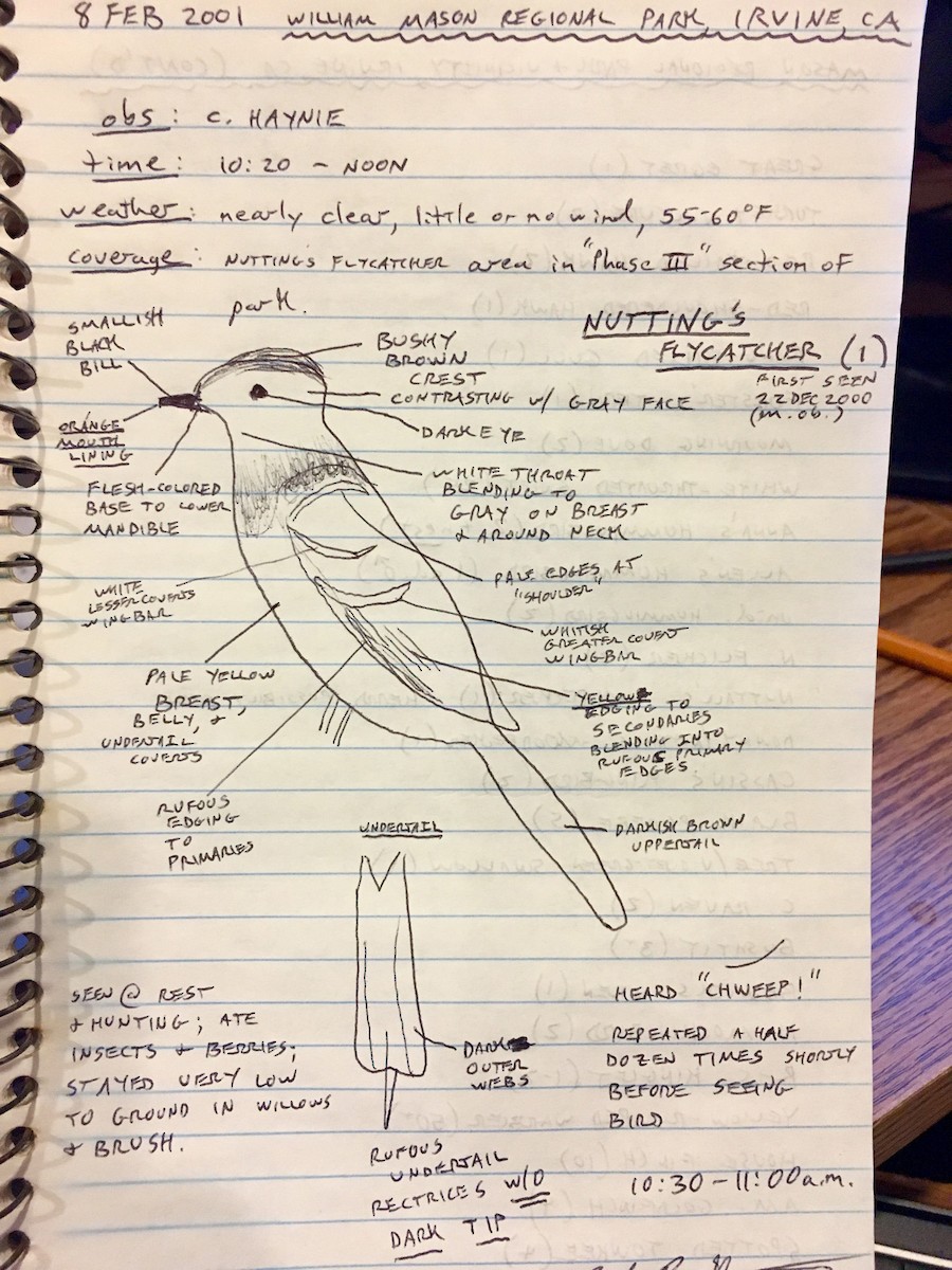 Nutting's Flycatcher - ML171044031