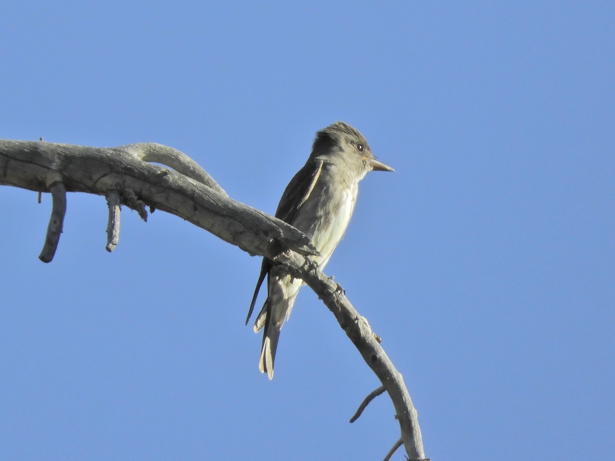 Olive-sided Flycatcher - ML171044071