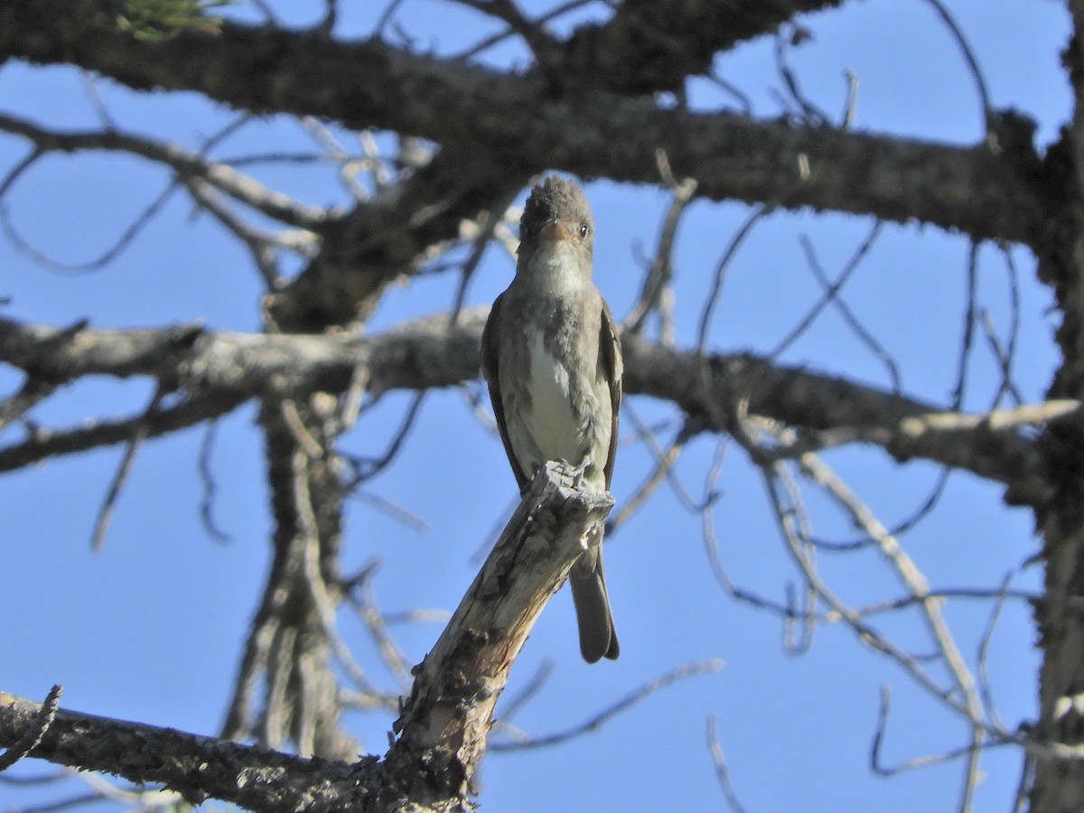 Olive-sided Flycatcher - ML171044081