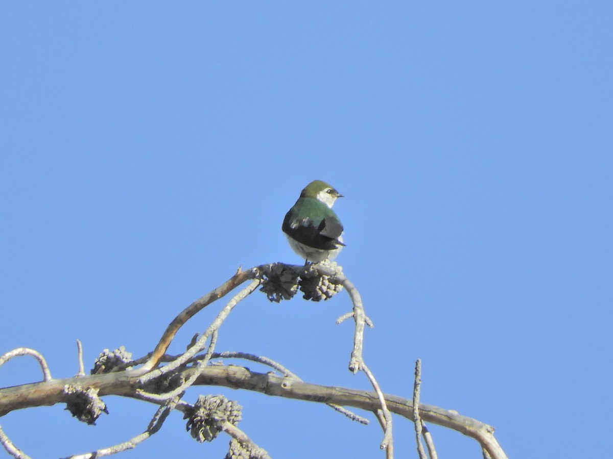 Violet-green Swallow - ML171044321