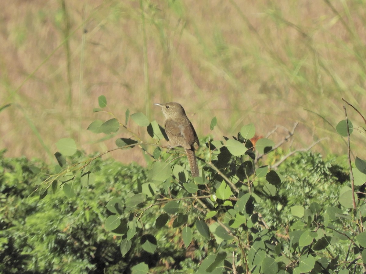 House Wren - ML171044421