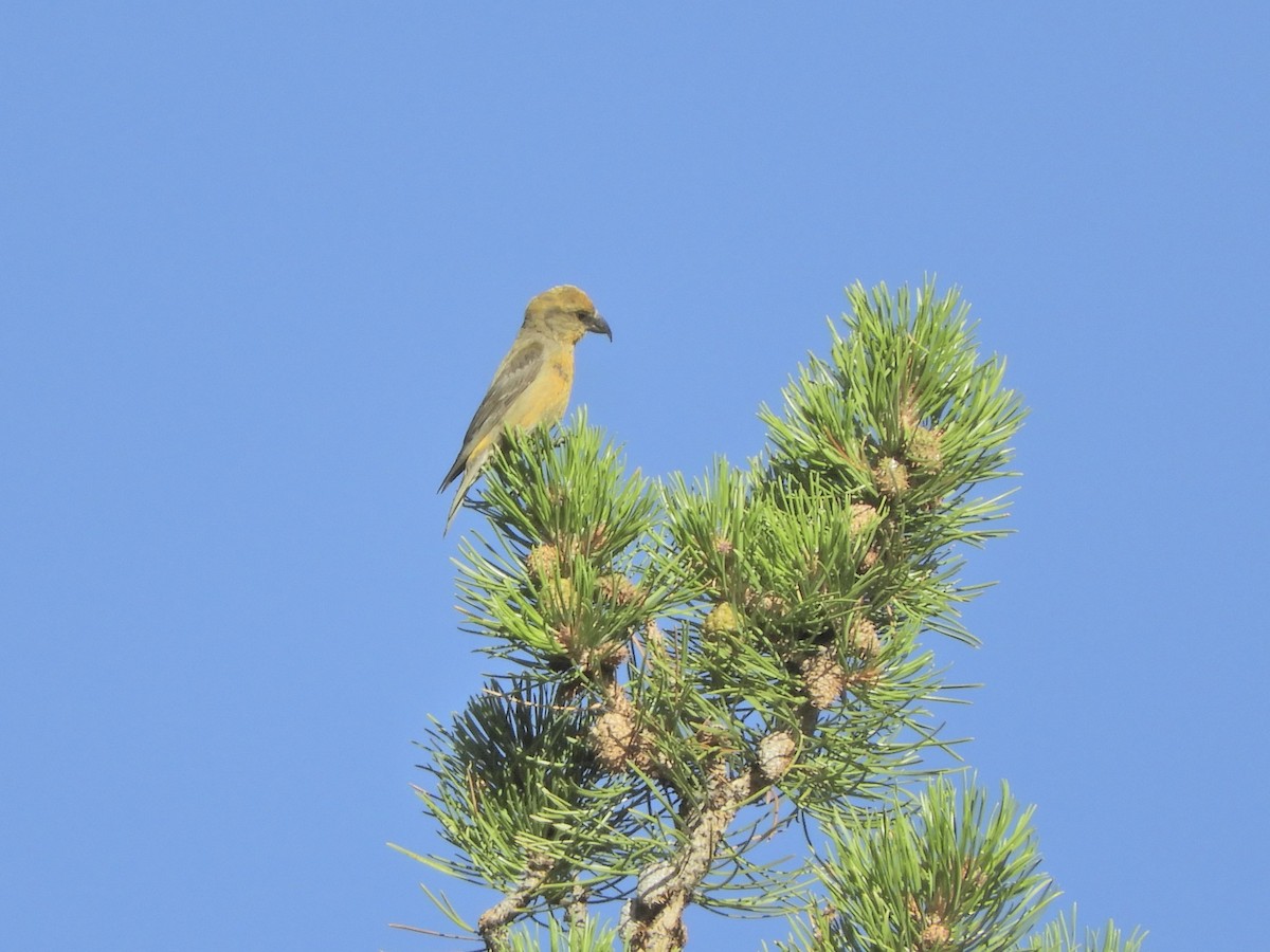 Red Crossbill - Josh Netherton