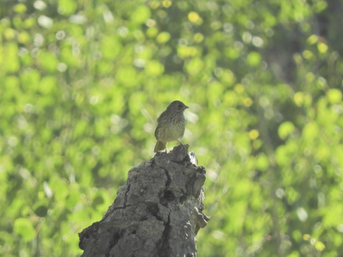 Green-tailed Towhee - ML171044621