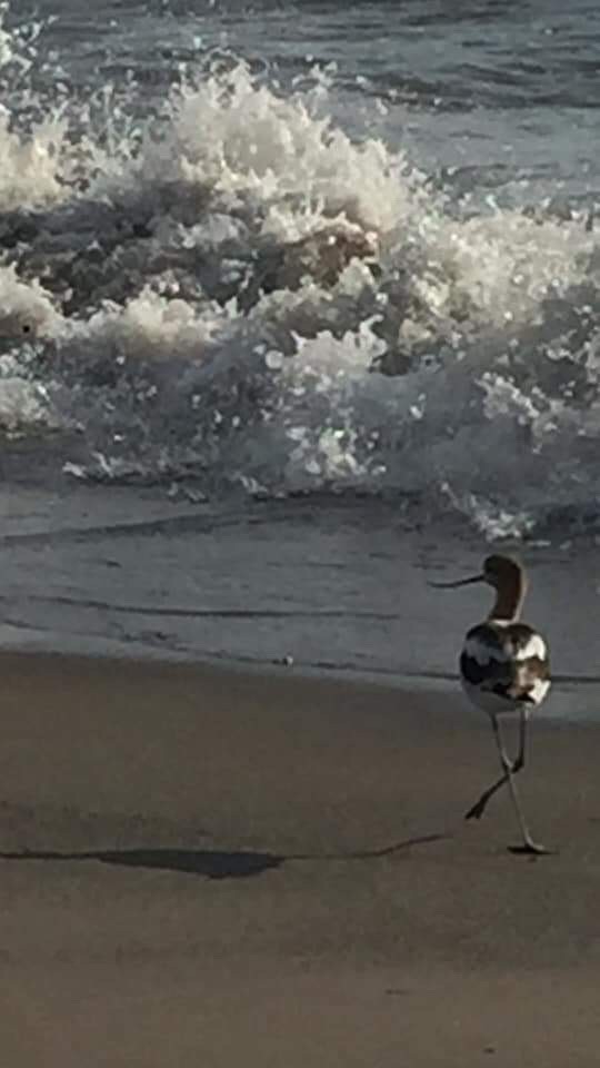 American Avocet - WNY Records