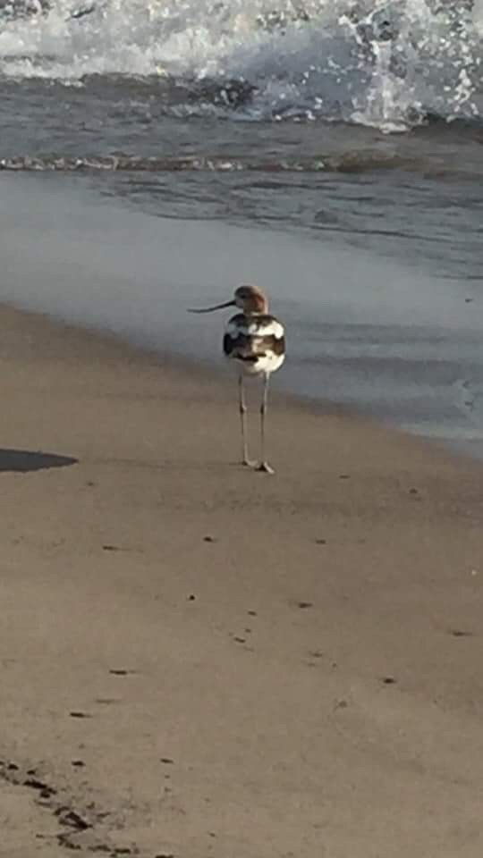 American Avocet - WNY Records