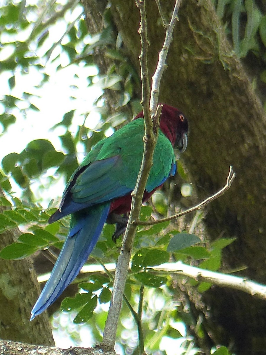 Red Shining-Parrot - ML171045251