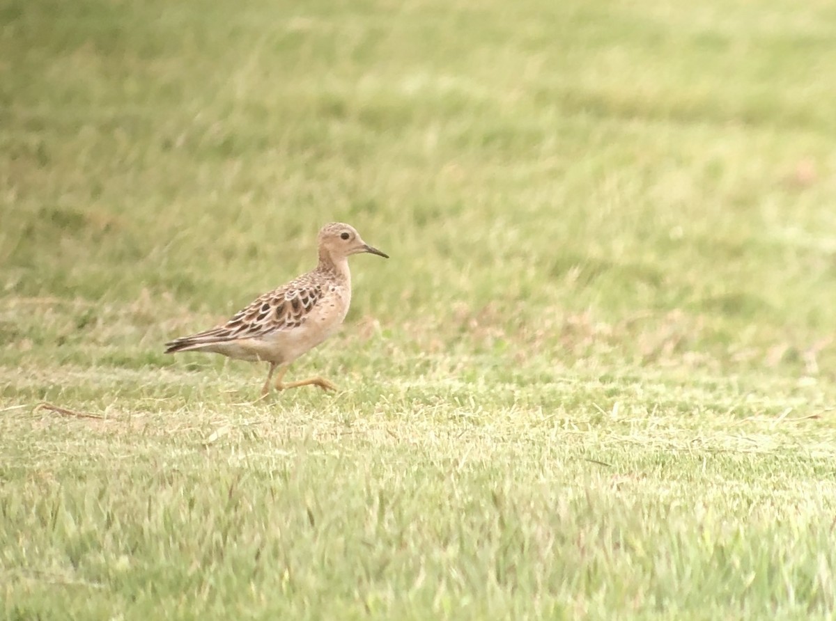 Buff-breasted Sandpiper - ML171048931