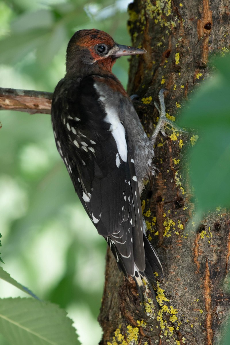 Red-breasted Sapsucker - ML171048961