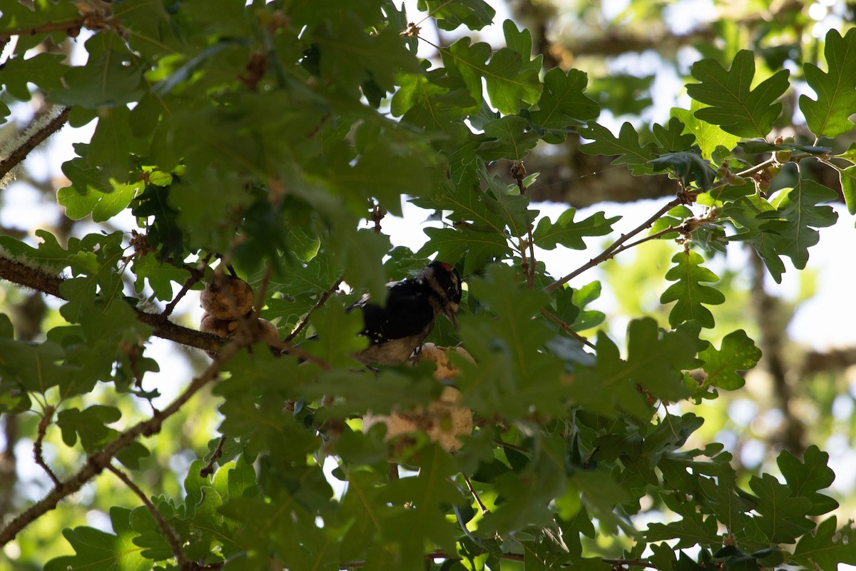 Downy Woodpecker - ML171049011