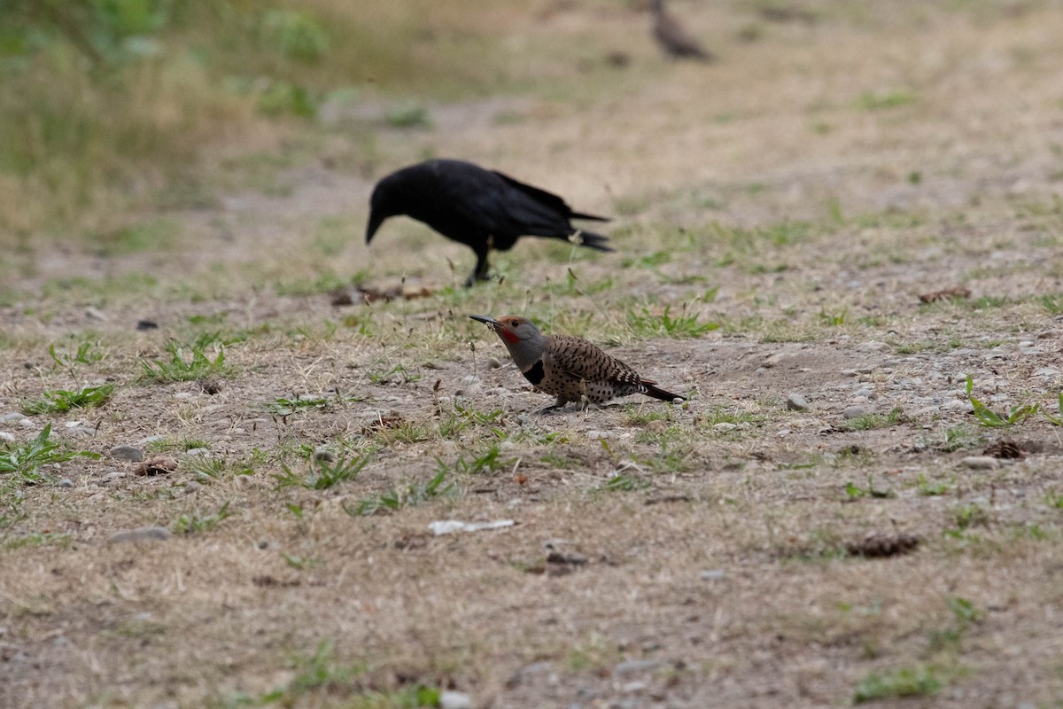 Northern Flicker - ML171049061