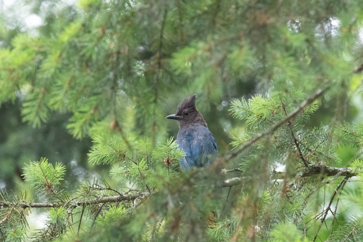 Steller's Jay - ML171049081