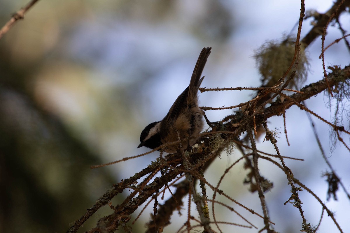 Black-capped Chickadee - ML171049101