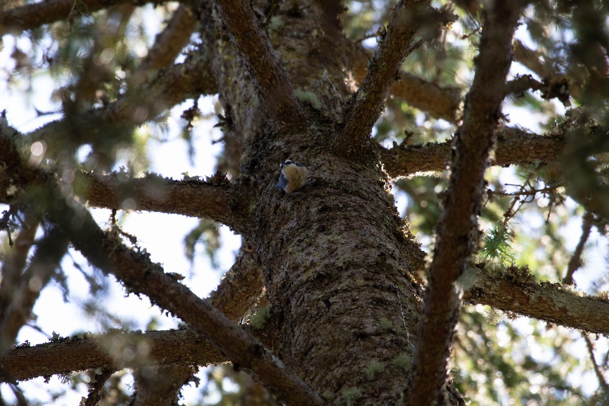 Red-breasted Nuthatch - ML171049121