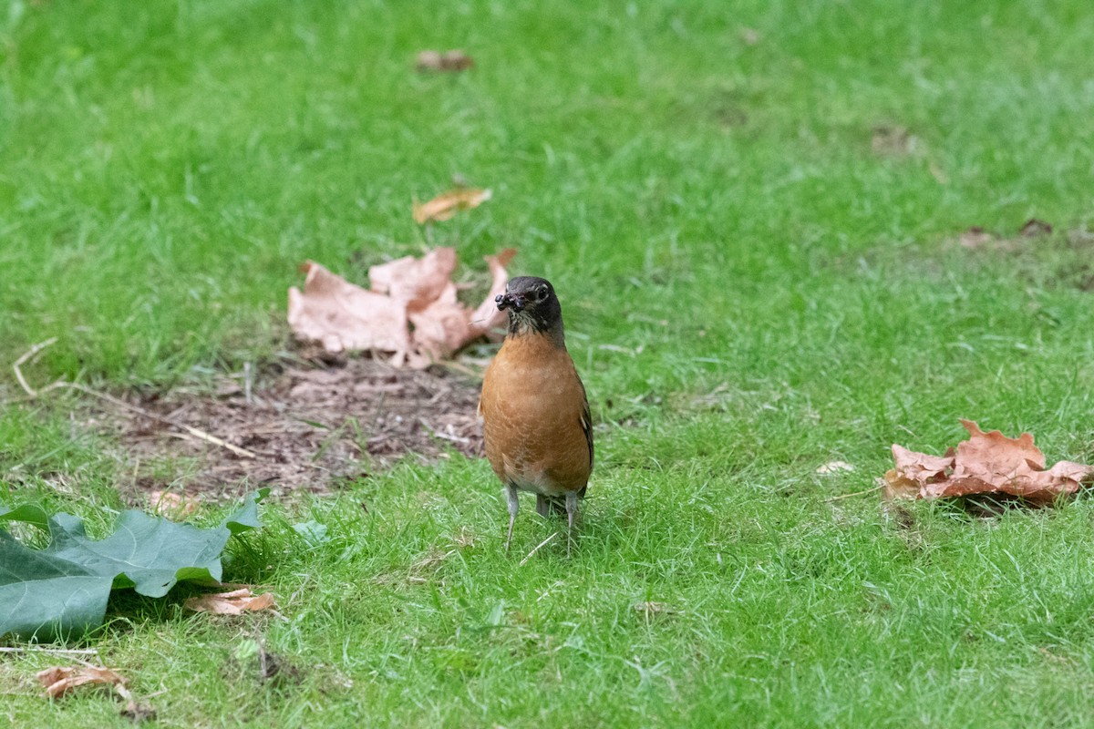 American Robin - ML171049181