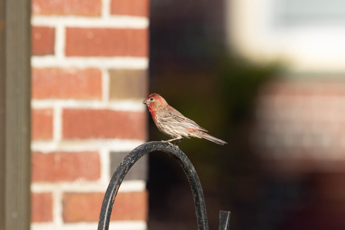 House Finch - ML171049191