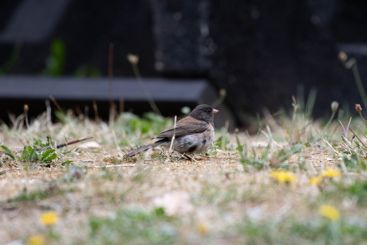 Dark-eyed Junco - ML171049221