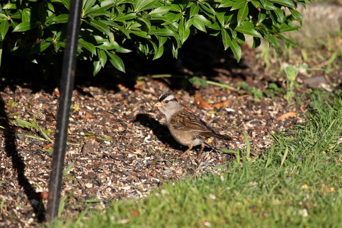 White-crowned Sparrow - ML171049231
