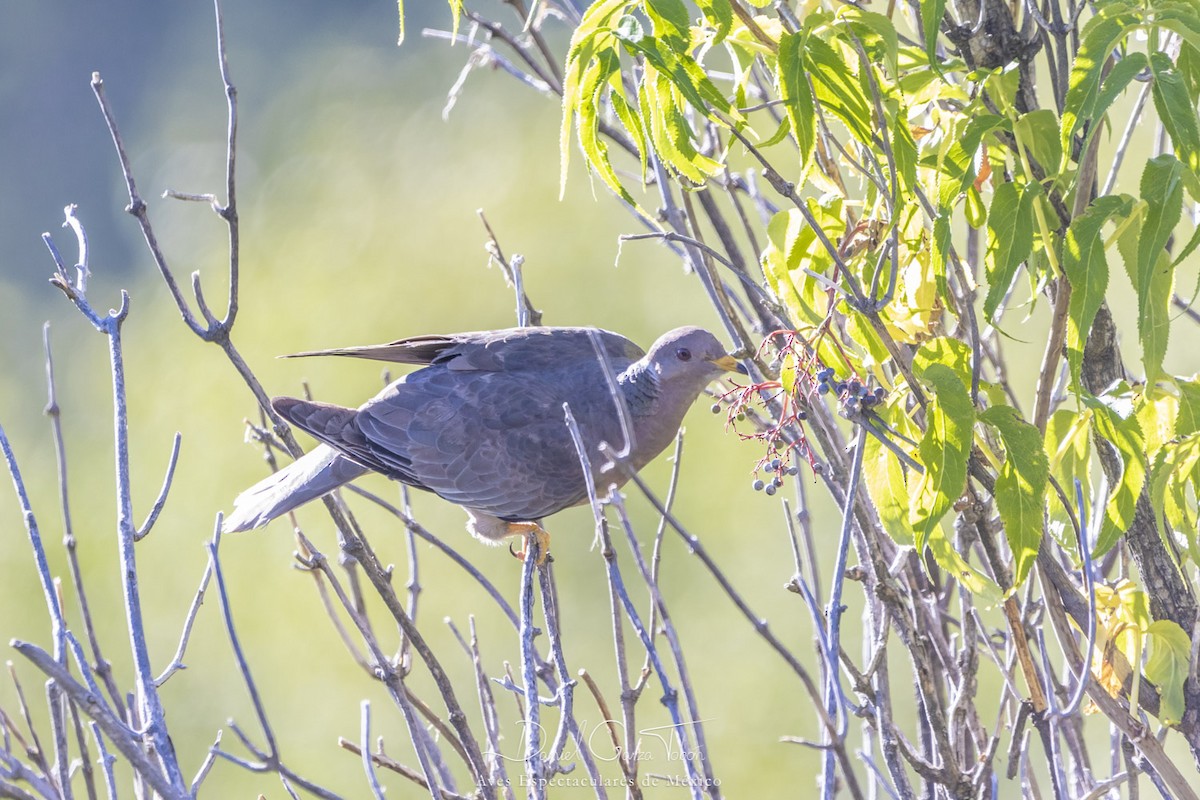 Band-tailed Pigeon - Daniel  Garza Tobón